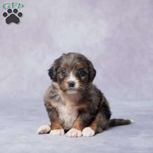 Abby, Mini Bernedoodle Puppy